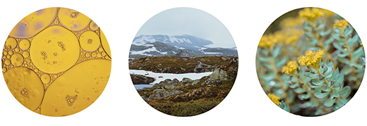FJORDIL Rhodiola Rosea kapsule, 90 kom