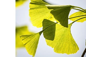 GINKGO BILOBA-1A Pharma 120 mg filmom obložene tablete, 120 kom