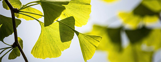GINKGO BILOBA-1A Pharma 120 mg filmom obložene tablete, 120 kom