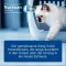 Nurexan ad us.veterinar.Tablete, 500 kom
