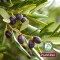 Plantana Olive krema za tijelo s vitaminom E, 500 ml